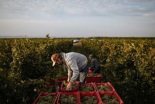 Weinlese bei Schödl