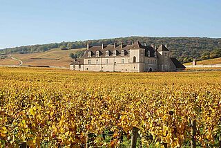 Côte de Nuits Clos de Vougeot Weinfeld