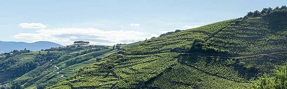 Weinfelder und Weinberge in Frankreich-Côtes du Rhône
