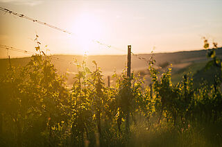 Weinfeld des Weinguts Nittnaus bei Sonnenuntergang Weinfeld Nittnaus