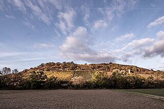 Vingård på vingården Wagner Stempel