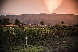 Tenuta Tascante Weingut