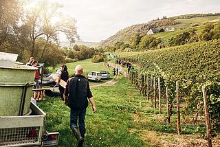Druehøst på vingården nær Dönnhoff ved Nahe