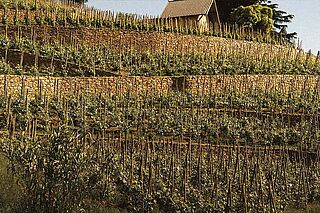 Weinfeld Domaine Stéphane Ogier