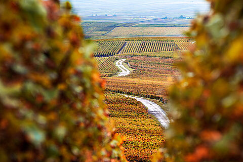 Die Landschaft vom Weingut Ruinart