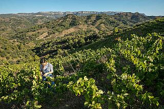 Winzerin bei der Weinlese auf dem Weinfeld Terroir al Limit Winzerin bei der Weinlese auf dem Weinfeld Terroir al Limit