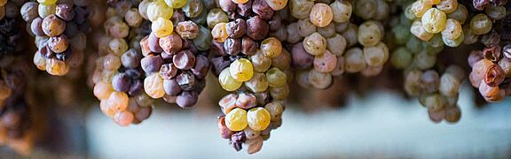 Trauben aus denen Süßwein hergestellt wird