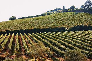 Weinberge Vasco sassetti