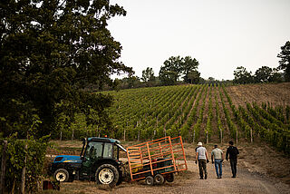 Ampeleia vingård Italien