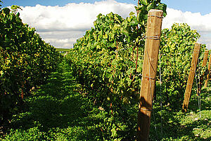 Mineraliteter: Årets champagne 2016!