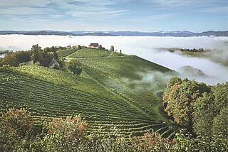Weinberge von Wohlmuth