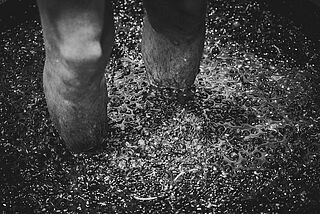 Die Maische wird mit den Füßen gestampft