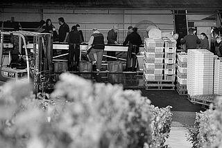 Lese bei Malartic Lagraviere Malartic Lagraviere Wein