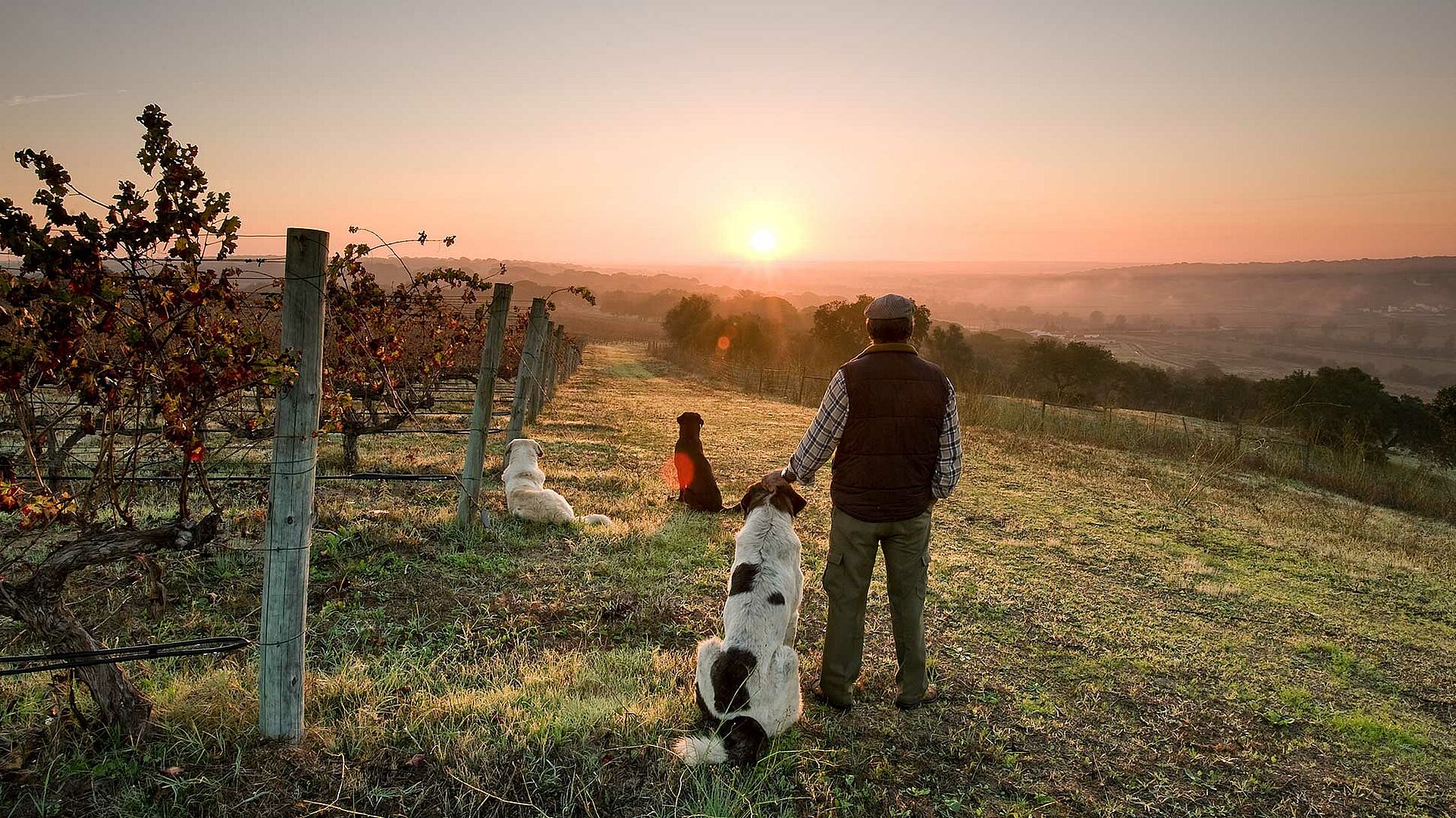 Setubal Sonnenaufgang auf einem Weinberg, Hund und Winzer