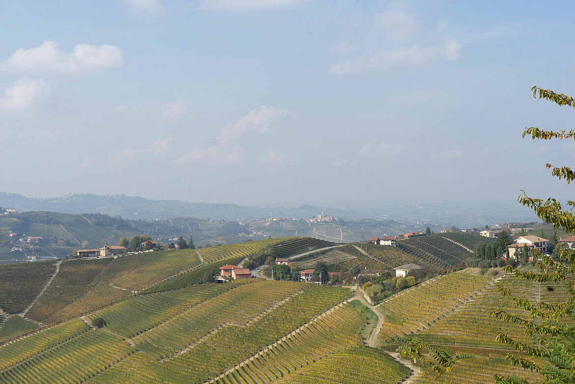 Blick über die Weinfelder im Piemont