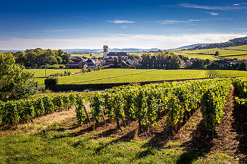 Die Weinfelder in Burgund