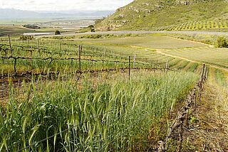 Mullineux vinmarker og landskab