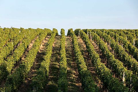 Weinfeld, Weinberge bei blauem Himmel