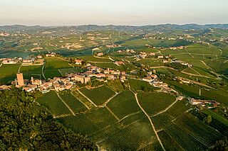 Angelo Gajas vingårde