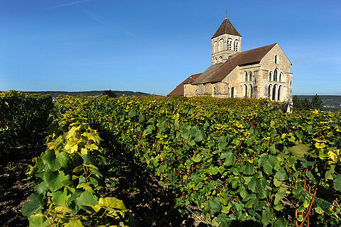 Weinfelder in Champagne
