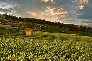 Die Landschaft der Côte de Beaune