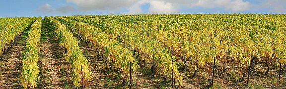 Weinberge in Epineuil