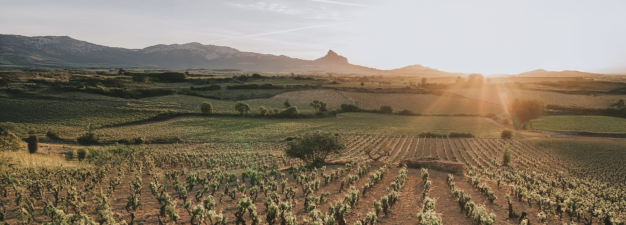 Spanien Weinberge