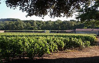 Weinfeld aus der Weinregion Muscadet