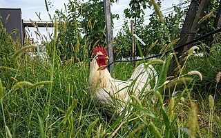 Hahn zischen den Reben vom Weingut Loimer Hahn zischen den Reben vom Weingut Loimer