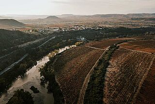 Weinberge der Bodegas Contino