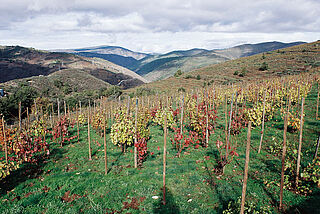 Weinberg vom Winzer Dominio do Bibei