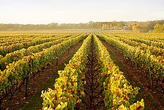 Kumeu River Rebzeilen im Herbst