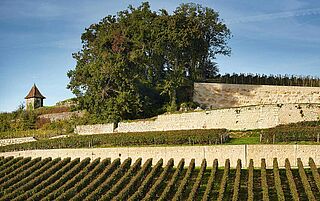 Vingård, Pavie vingård