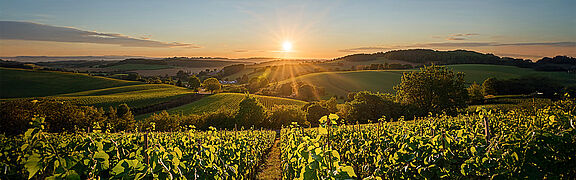 Landskabet i Côte de Nuits