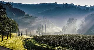 Gravners vinmarker med solskin i tågen
