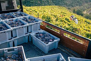 Weinlese auf dem Weinfeld Van Zellers & Co.