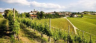 Weinfeld mit Dorf, Weingut und Weinbergen im Hintergrund