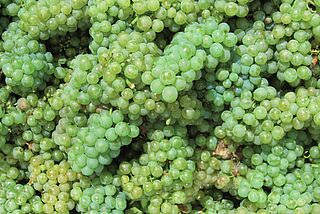 Weiße geerntete Reben aus Touraine in der Loire