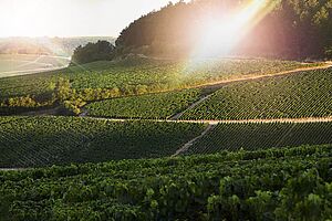 Weine aus Chablis