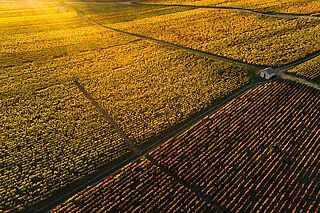 Die Landschaft der Côte de Beaune