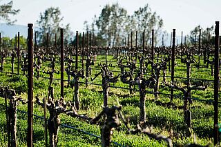 Weinfeld Dunn Vineyards mit Weinreben Weinfeld Dunn Vineyards mit Weinreben