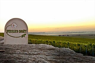 Weinfeld des Weingut Perrier Jouet bei Sonnenaufgang Weinfeld des Weingut Perrier Jouet bei Sonnenaufgang