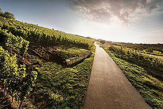 Weingut Bischels vingård Weingut Bischels vingård