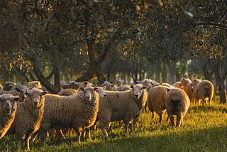 Schafe von Dog Point