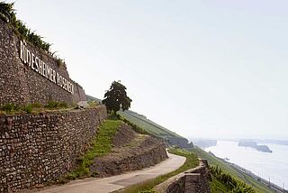 Weinberg von Georg Breuer Weinberg von Georg Breuer