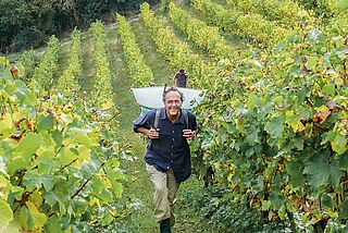 Nicolas Joly bei der Weinlese
