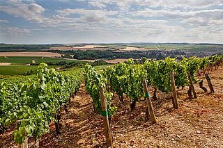 Landskabet i Côte de Nuits