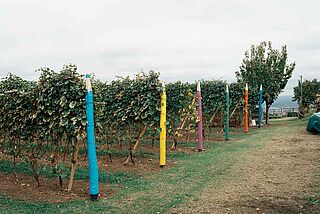 Weinfeld Fratelli Alessandria