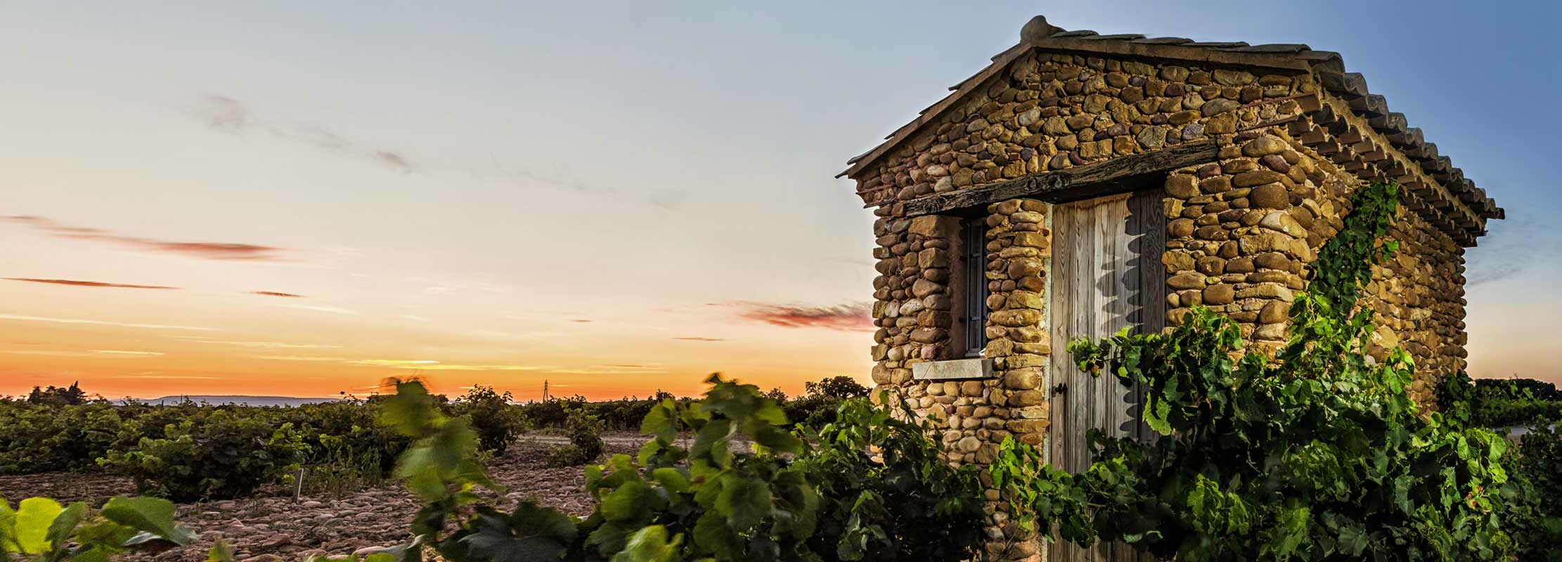 Beaucastel Chateauneuf du Pape Weinfeld