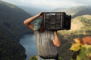 Bodegas Guimaro Weinberge Arbeit